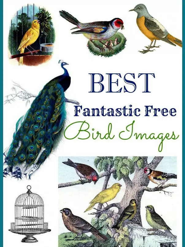 ¡560 imágenes de aves (imágenes de aves para imprimir)!