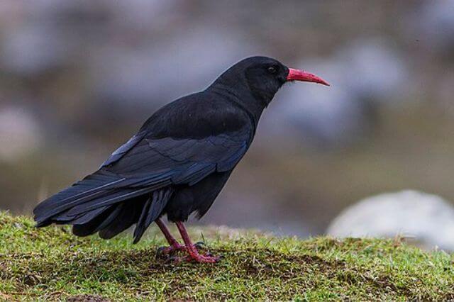 15 impresionantes pájaros negros con picos rojos (imágenes y hechos)