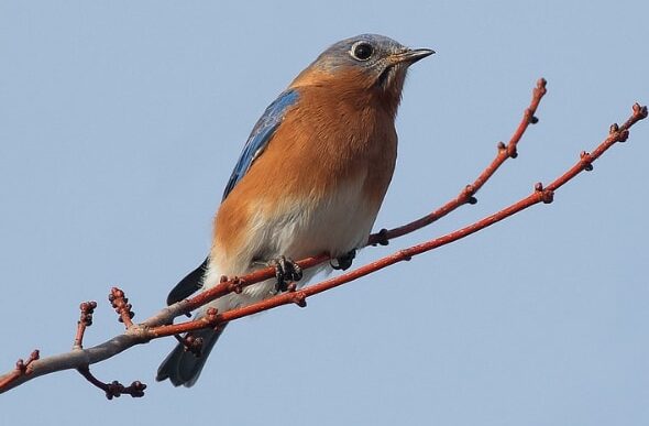 Pájaro azul del este - Indiana Audubon