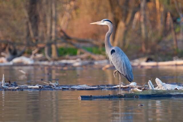 17 asombrosos grandes pájaros azules (imágenes y hechos)
