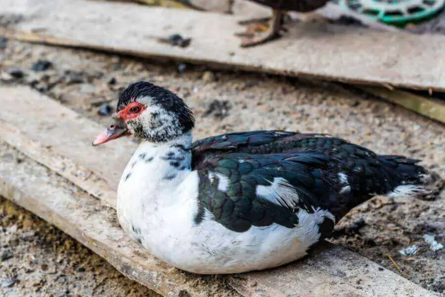 ¿Con qué frecuencia los patos ponen huevos? Lo que deberías saber
