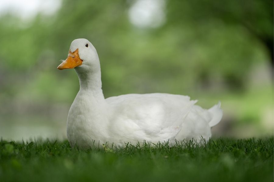 ¿Con qué frecuencia los patos ponen huevos? Lo que deberías saber
