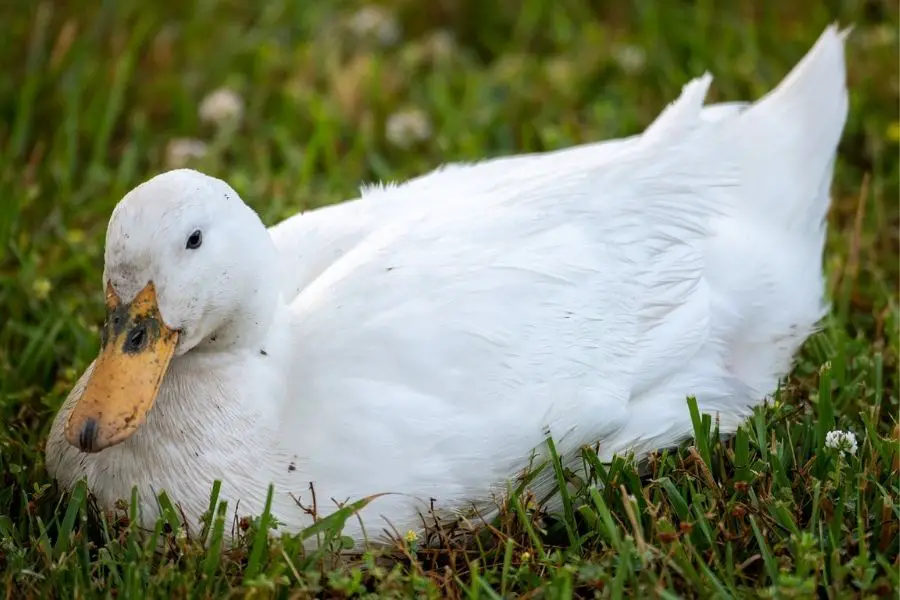 ¿Con qué frecuencia los patos ponen huevos? Lo que deberías saber