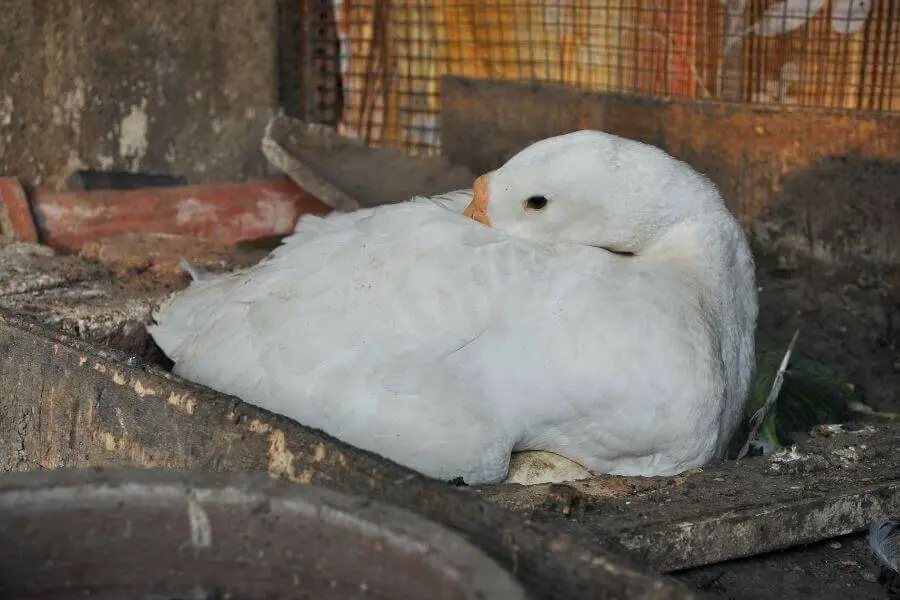 ¿Con qué frecuencia los patos ponen huevos? Lo que deberías saber