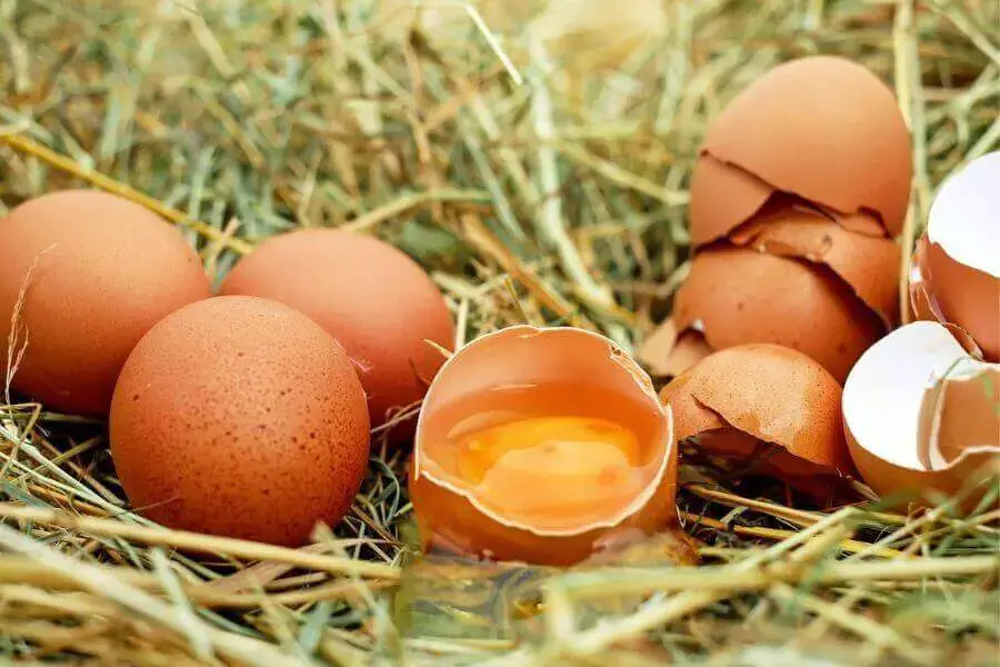 ¿Con qué frecuencia los patos ponen huevos? Lo que deberías saber