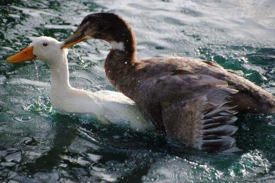 ¿Con qué frecuencia los patos ponen huevos? Lo que deberías saber