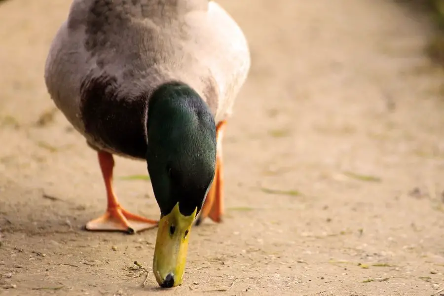 ¿Con qué frecuencia los patos ponen huevos? Lo que deberías saber