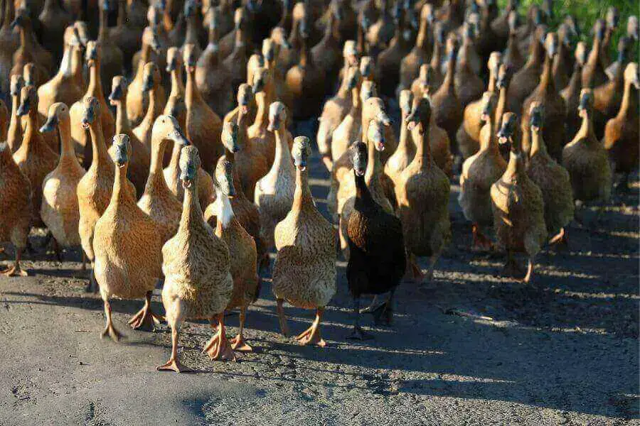¿Con qué frecuencia los patos ponen huevos? Lo que deberías saber