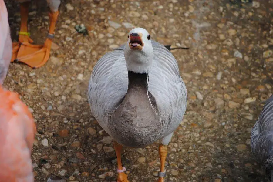 ¿Con qué frecuencia los patos ponen huevos? Lo que deberías saber