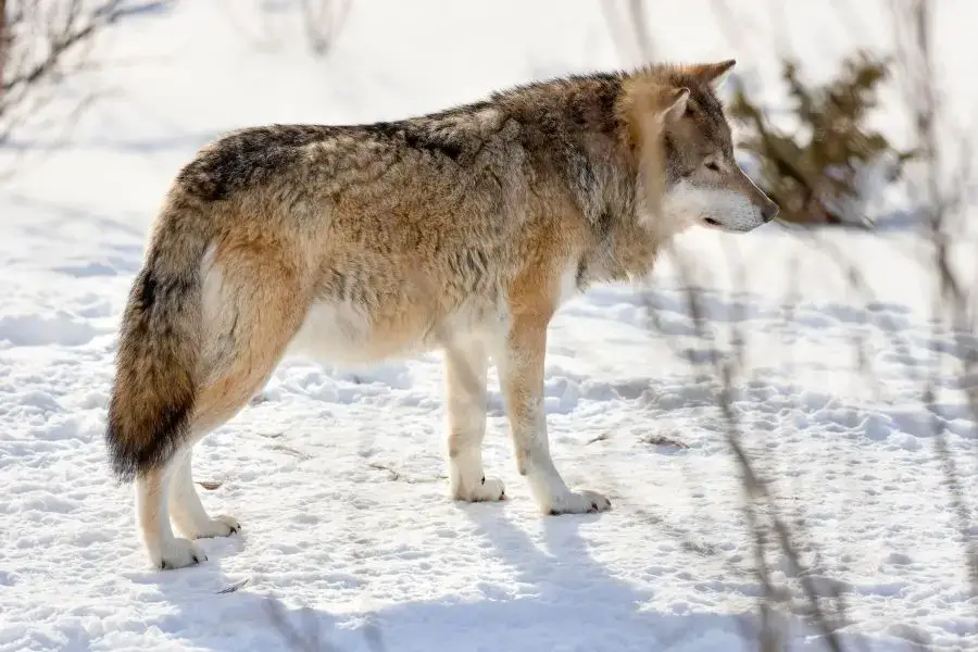 Los 10 lobos más grandes del mundo (el lobo más grande registrado)