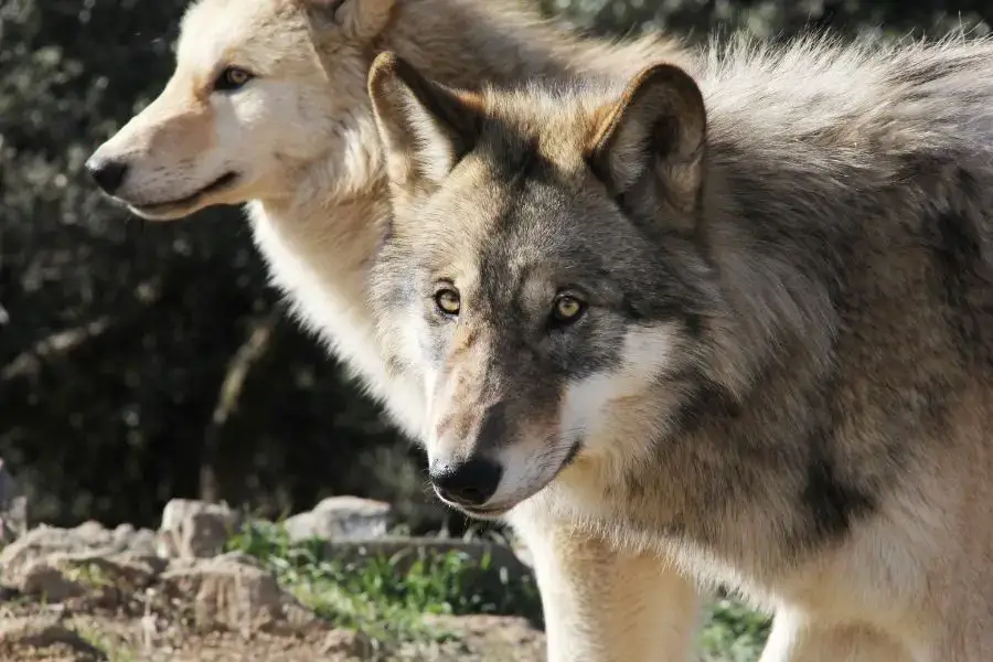 Los 10 lobos más grandes del mundo (el lobo más grande registrado)