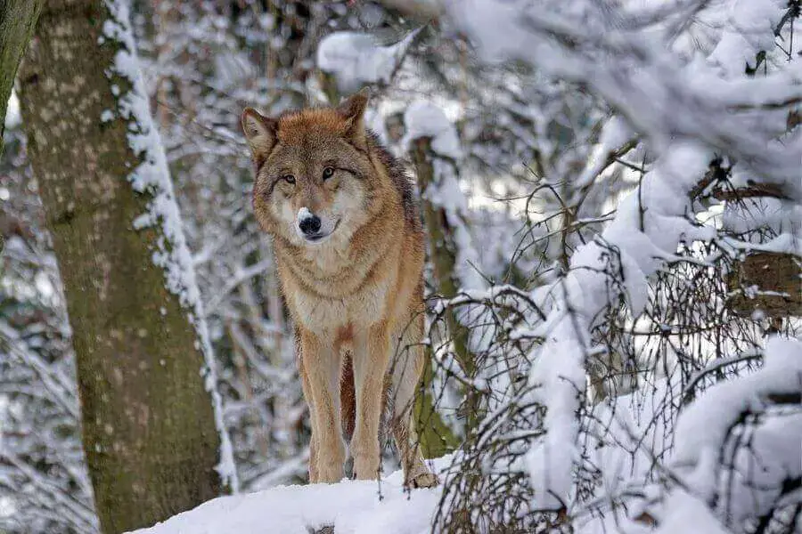 Los 10 lobos más grandes del mundo (el lobo más grande registrado)