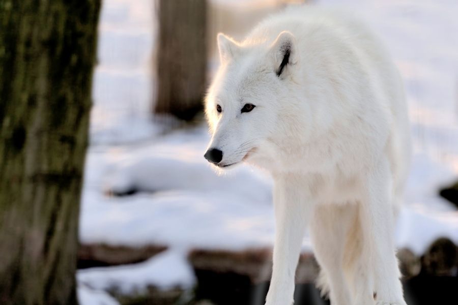 Los 10 lobos más grandes del mundo (el lobo más grande registrado)