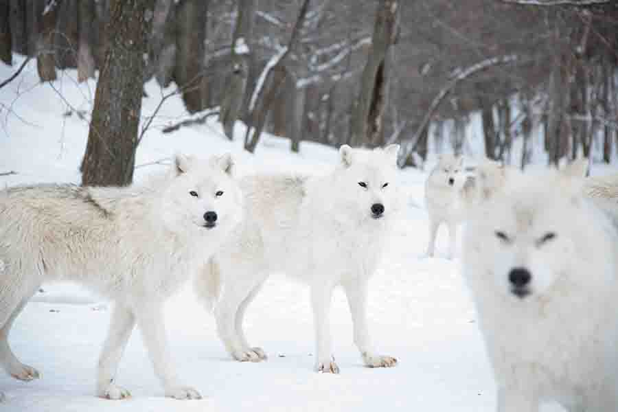Los 10 lobos más grandes del mundo (el lobo más grande registrado)