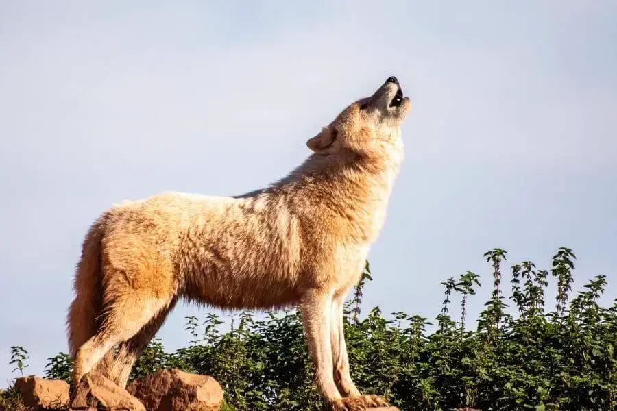 Los 10 lobos más grandes del mundo (el lobo más grande registrado)