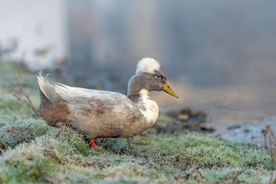 ¿Qué pueden comer y no comer los patos? (3 cosas que nunca debes darles de comer)