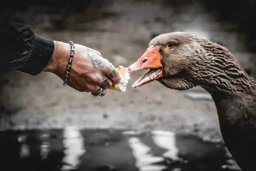 ¿Qué pueden comer y no comer los patos? (3 cosas que nunca debes darles de comer)