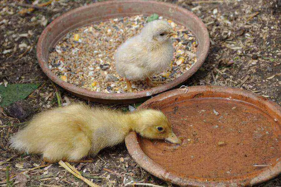 ¿Qué comen los patos bebés? (Lista de Alimentos) | animales inadaptados