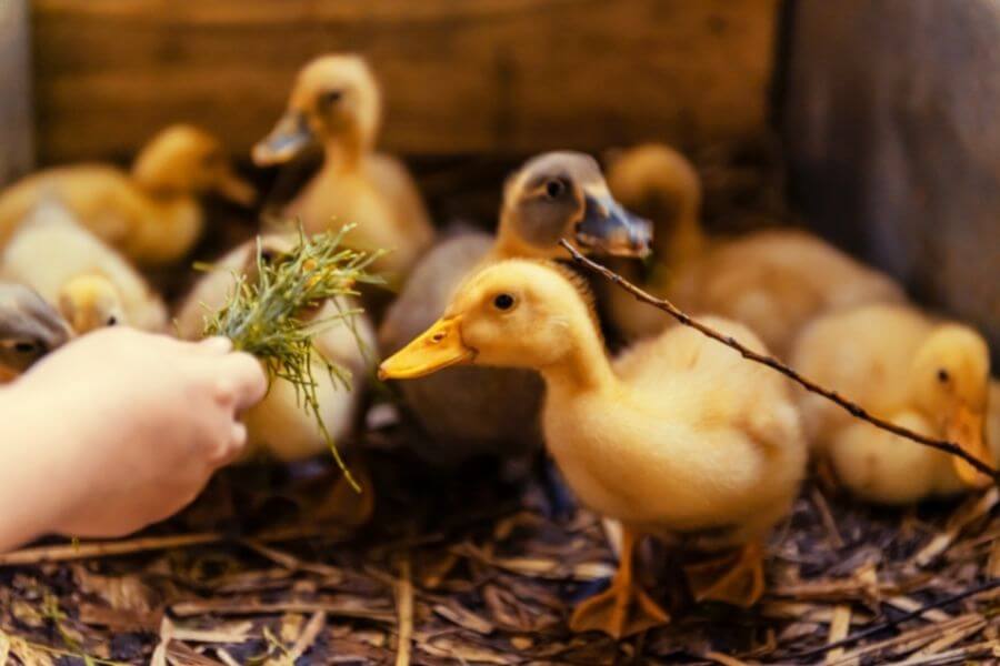 ¿Qué comen los patos bebés? (Lista de Alimentos) | animales inadaptados