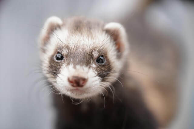 Animales pequeños y largos y delgados (16 ejemplos con imágenes)