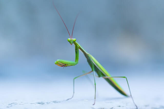 Animales pequeños y largos y delgados (16 ejemplos con imágenes)