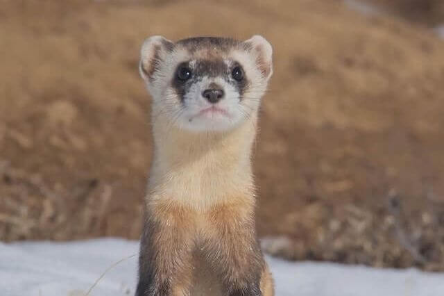 Lista de animales con rayas (16 ejemplos con imágenes)