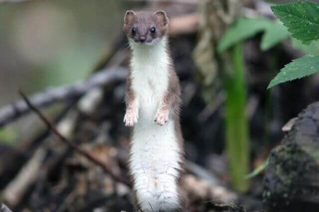 Animales pequeños y largos y delgados (16 ejemplos con imágenes)