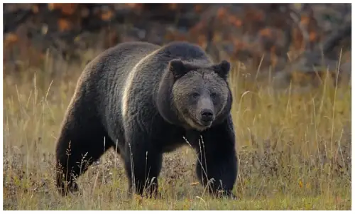 Las 15 fuerzas de mordedura de animales más fuertes del mundo
