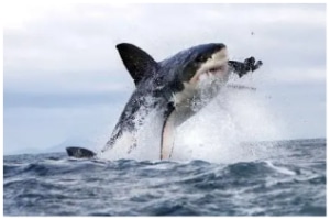 Las 15 fuerzas de mordedura de animales más fuertes del mundo