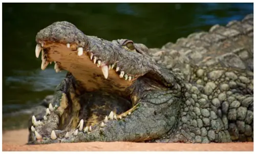 Las 15 fuerzas de mordedura de animales más fuertes del mundo