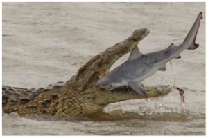 Las 15 fuerzas de mordedura de animales más fuertes del mundo