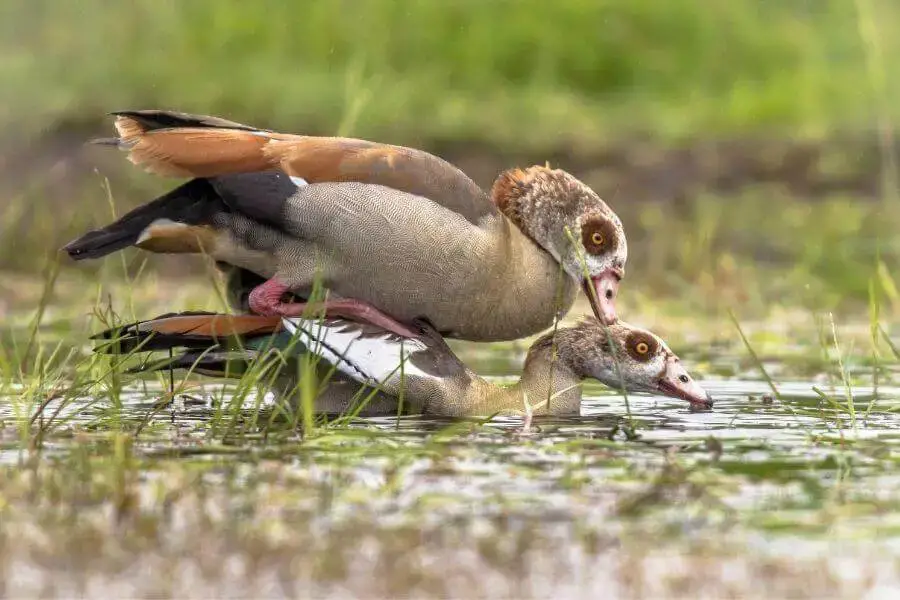 ¿Cómo se aparean los patos? (Los hechos horribles) | animales inadaptados