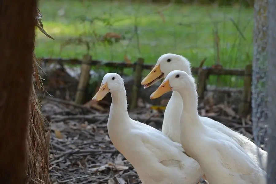 ¿Cómo se aparean los patos? (Los hechos horribles) | animales inadaptados
