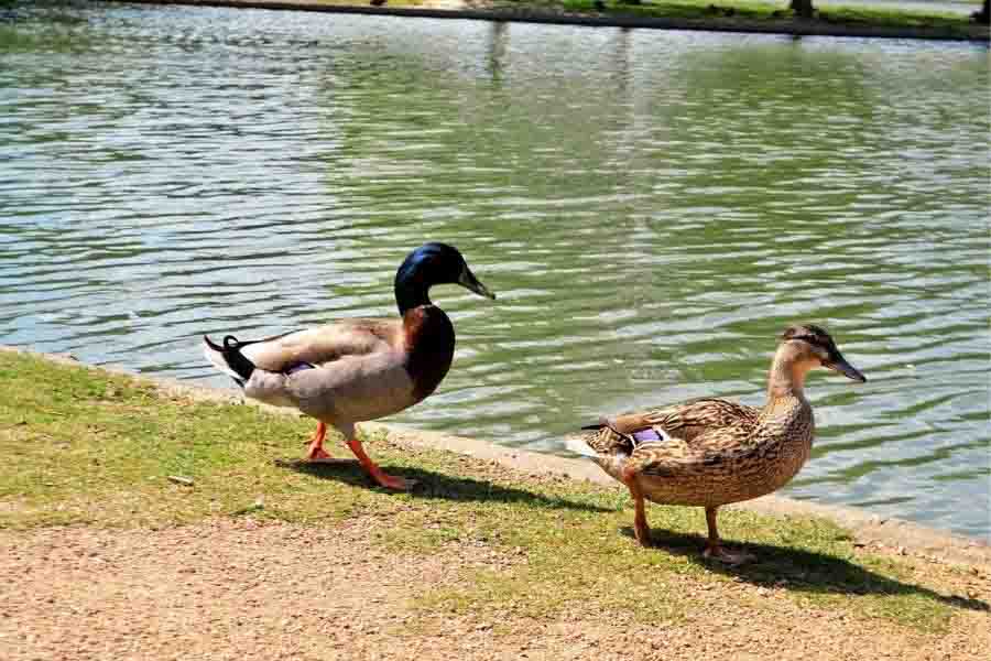 ¿Cómo se aparean los patos? (Los hechos horribles) | animales inadaptados