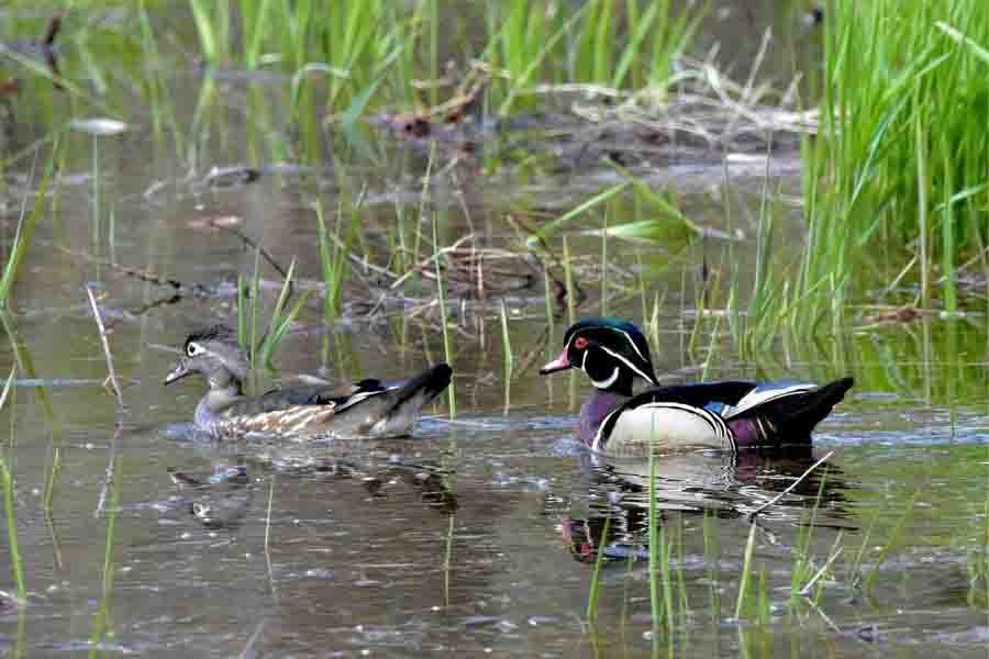 ¿Cómo se aparean los patos? (Los hechos horribles) | animales inadaptados