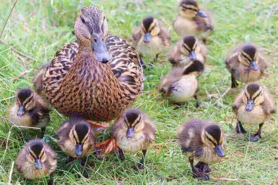 ¿Cómo se aparean los patos? (Los hechos horribles) | animales inadaptados