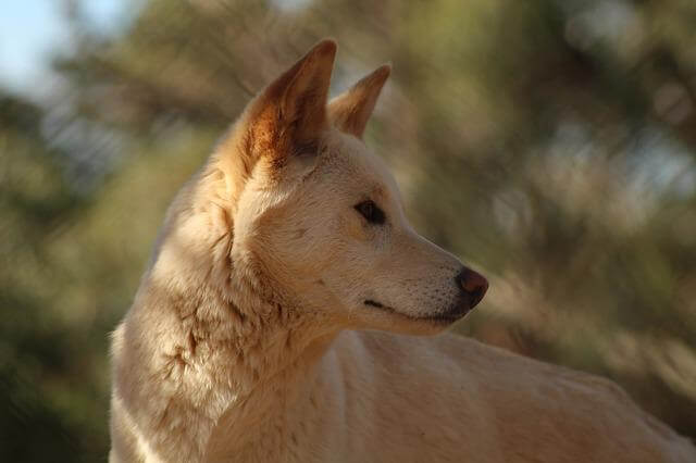 13 animales geniales que terminan en O (imágenes y datos divertidos)