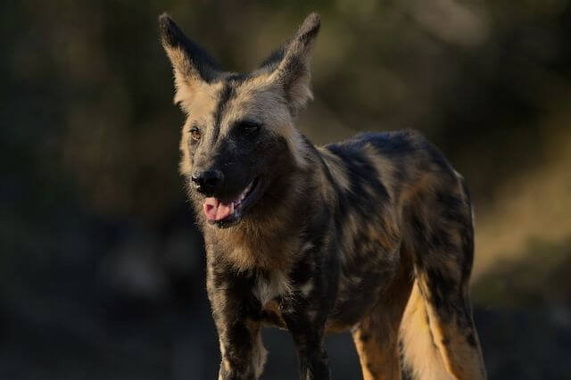 Los 10 animales más enérgicos del mundo