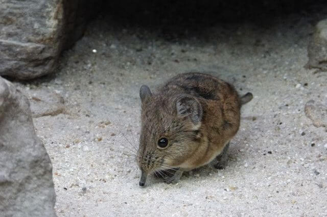 Los 10 animales más enérgicos del mundo