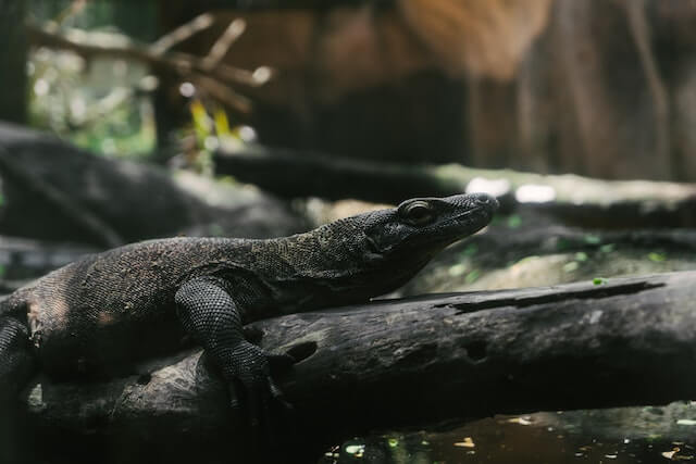 Los 10 animales con el coeficiente intelectual más bajo (explicado)