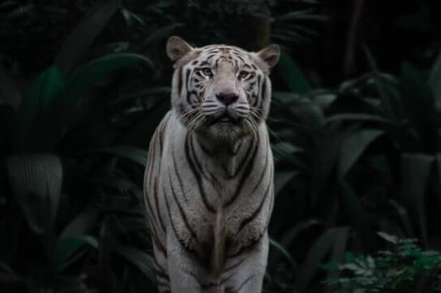 Los 17 animales más elegantes del mundo (con imágenes)