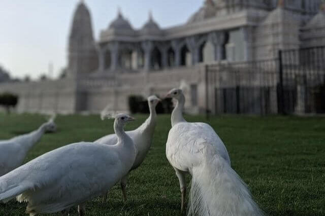 Los 17 animales más elegantes del mundo (con imágenes)