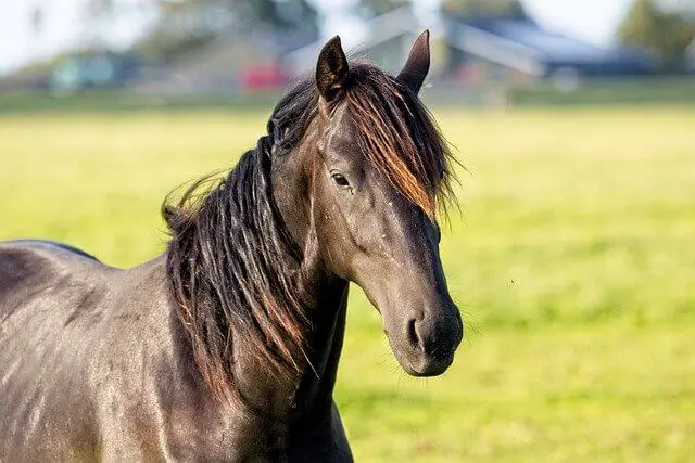 Los 17 animales más elegantes del mundo (con imágenes)