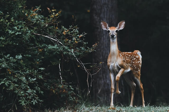 Los 17 animales más elegantes del mundo (con imágenes)