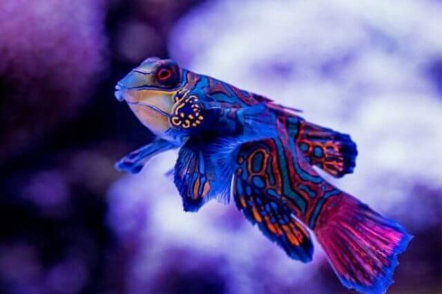 Los 17 animales más elegantes del mundo (con imágenes)