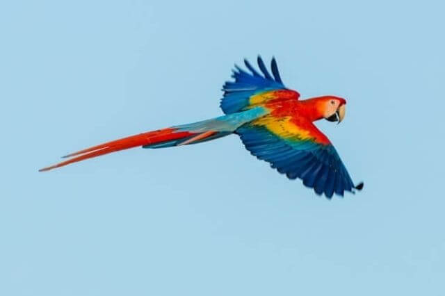 Los 17 animales más elegantes del mundo (con imágenes)