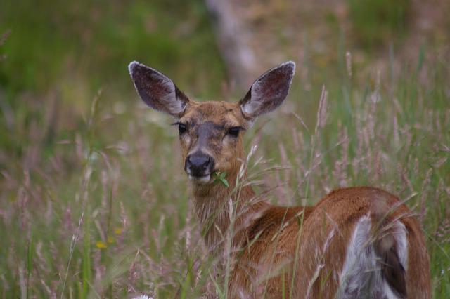 Animales que comen frutos secos (8 ejemplos con imágenes)