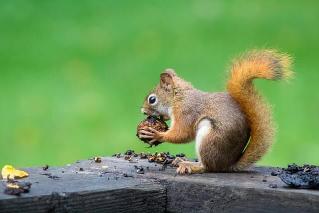 Animales que comen frutos secos (8 ejemplos con imágenes)