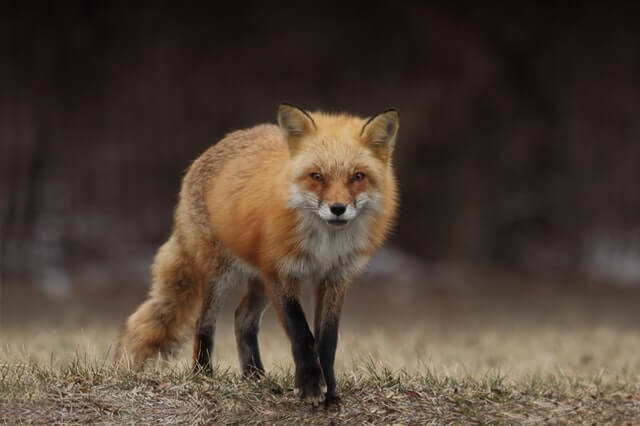 Animales que comen frutos secos (8 ejemplos con imágenes)
