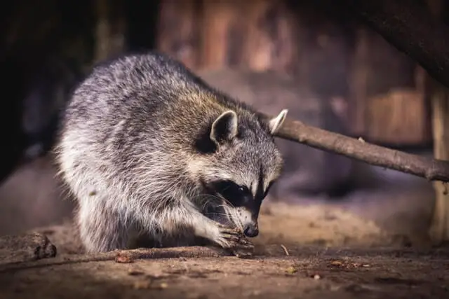 Animales que comen frutos secos (8 ejemplos con imágenes)